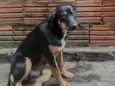 Rex