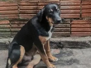 Cachorro raça Rottweiler idade 2 a 6 meses nome Rex