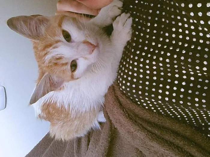 Gato raça SRD-ViraLata idade 2 a 6 meses nome Laranjinha