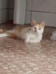 Simba