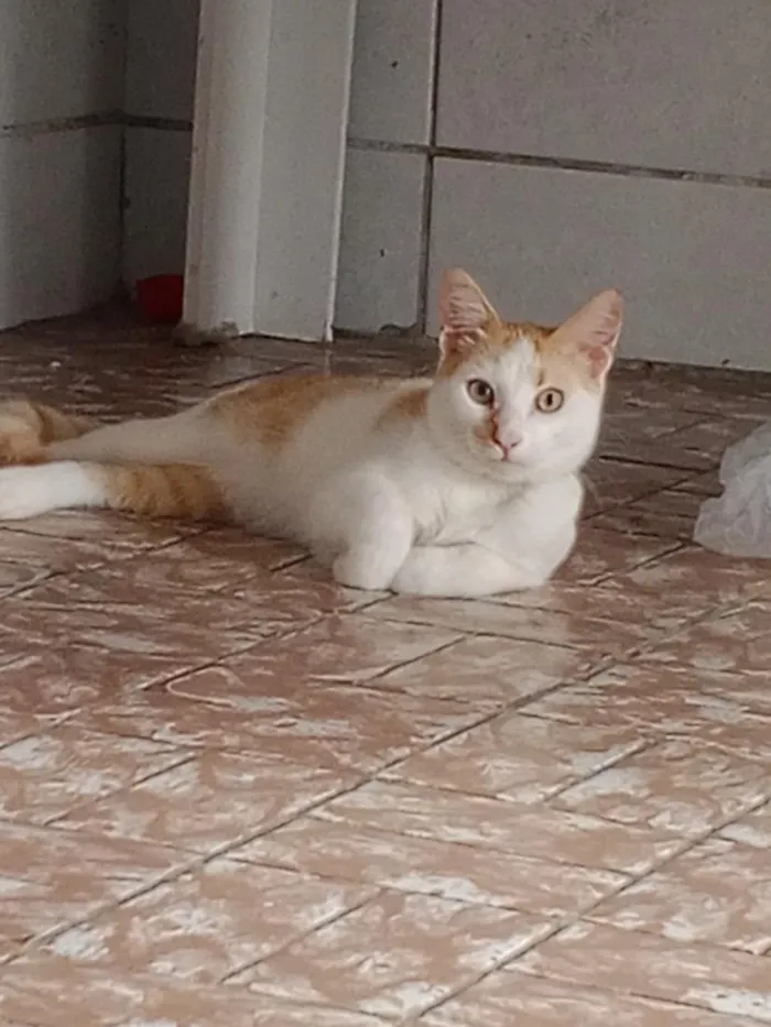 Gato raça SRD-ViraLata idade 7 a 11 meses nome Simba