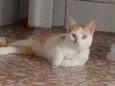 Simba