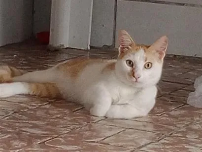 Gato raça SRD-ViraLata idade 7 a 11 meses nome Simba