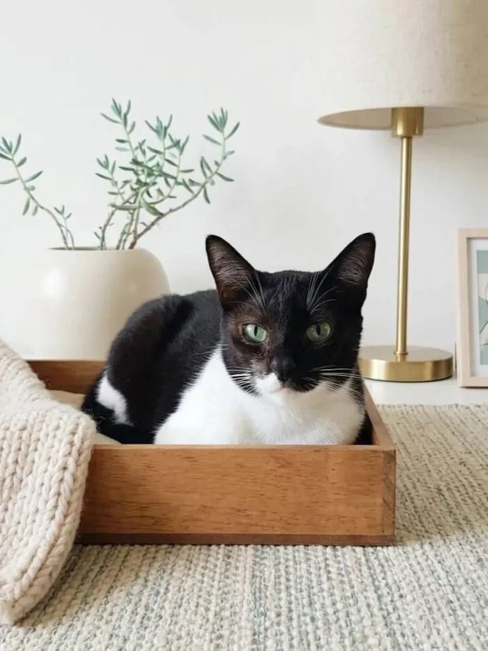 Gato raça SRD-ViraLata idade 5 anos nome Lorde