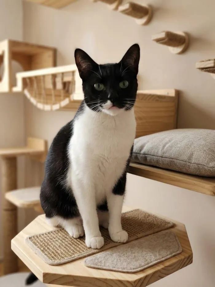 Gato raça SRD-ViraLata idade 5 anos nome Lorde