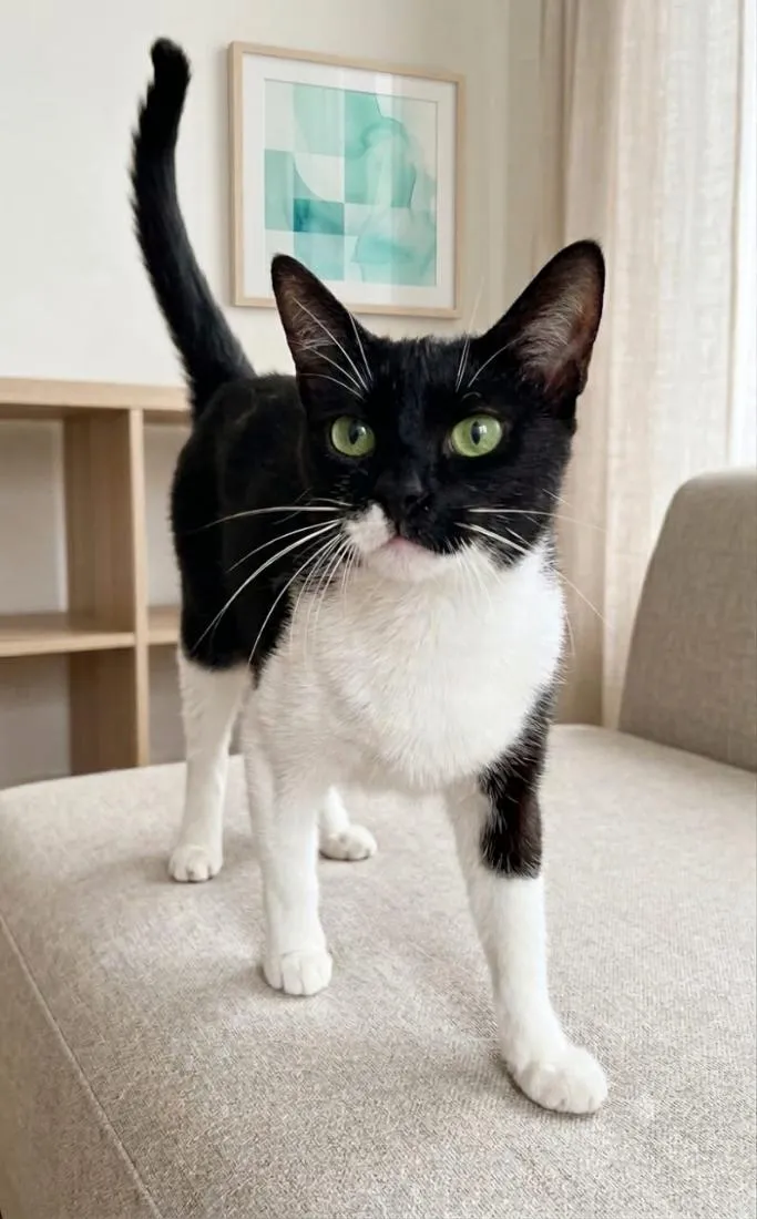 Gato raça SRD-ViraLata idade 5 anos nome Lorde