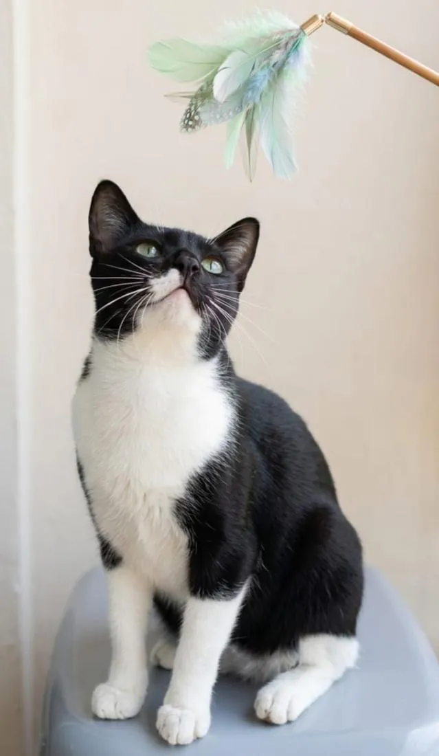 Gato raça SRD-ViraLata idade 5 anos nome Lorde