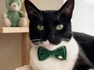 Gato raça SRD-ViraLata idade 5 anos nome Lorde