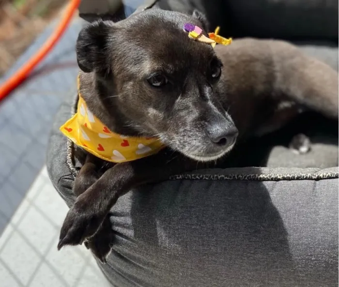 Cachorro raça SRD-ViraLata idade 6 ou mais anos nome Luna