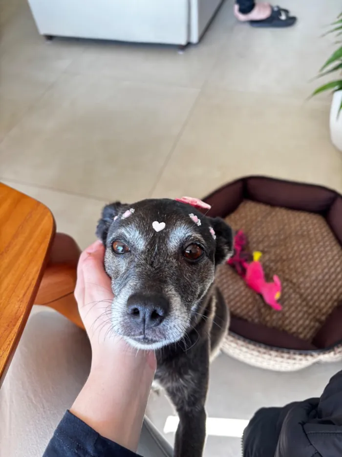 Cachorro raça SRD-ViraLata idade 6 ou mais anos nome Luna