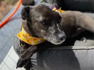 Cachorro raça SRD-ViraLata idade 6 ou mais anos nome Luna