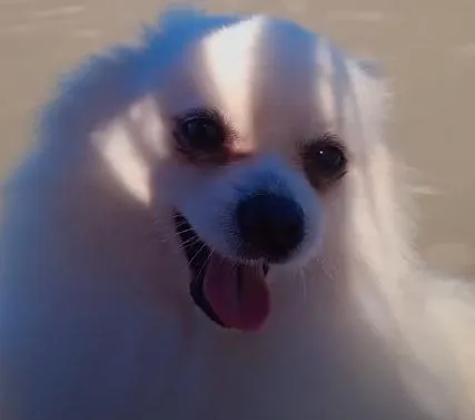 Cachorro raça SRD-ViraLata idade 2 anos nome Seixas