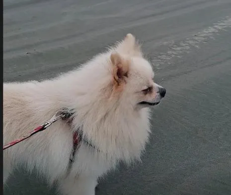 Cachorro raça SRD-ViraLata idade 2 anos nome Seixas