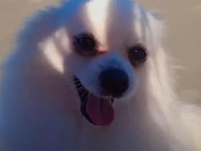 Cachorro raça SRD-ViraLata idade 2 anos nome Seixas