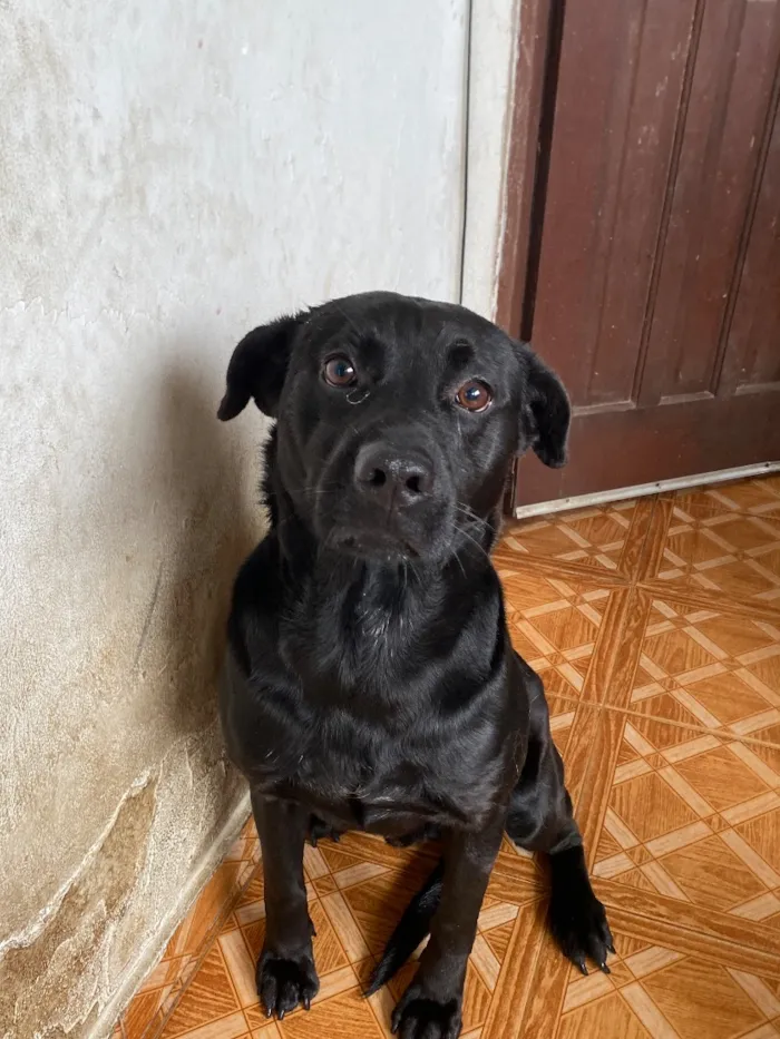 Cachorro raça SRD-ViraLata idade 3 anos nome Negão