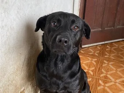 Cachorro raça SRD-ViraLata idade 3 anos nome Negão