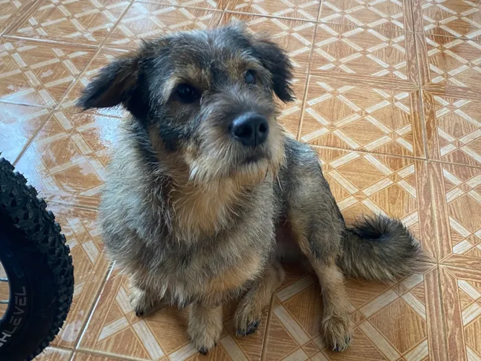 Cachorro raça SRD-ViraLata idade 1 ano nome Bolota