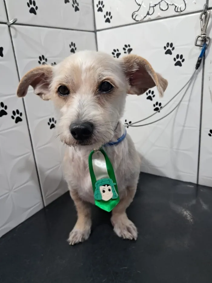 Cachorro raça SRD-ViraLata idade 4 anos nome Ibra 