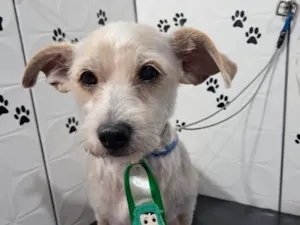 Cachorro raça SRD-ViraLata idade 4 anos nome Ibra 