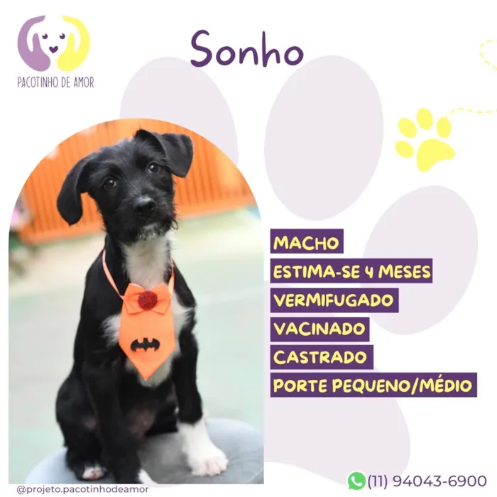 Cachorro raça SRD-ViraLata idade 2 a 6 meses nome Sonho