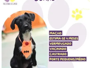 Cachorro raça SRD-ViraLata idade 2 a 6 meses nome Sonho