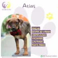 Atlas