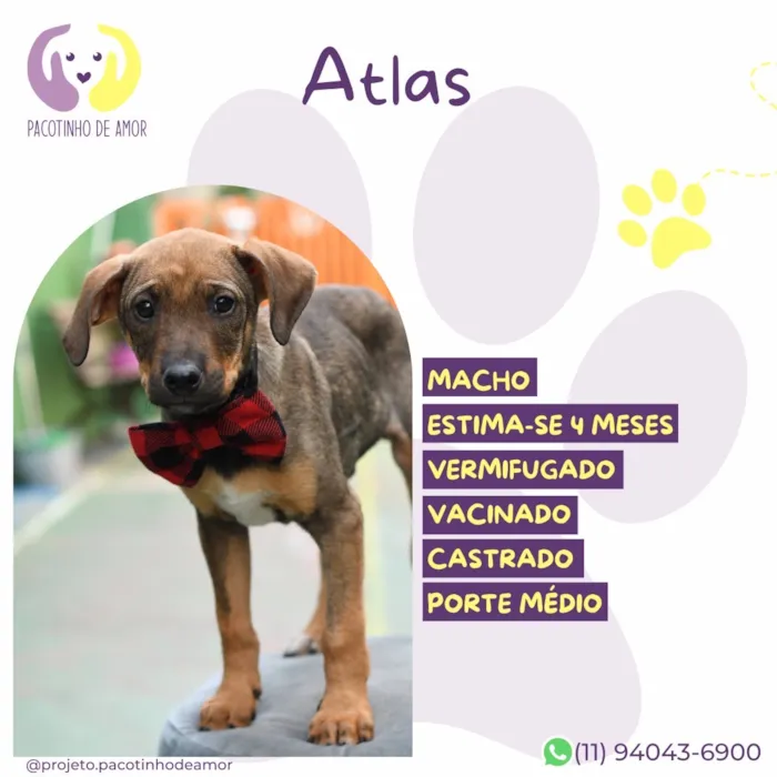 Cachorro raça SRD-ViraLata idade 2 a 6 meses nome Atlas