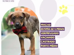Cachorro raça SRD-ViraLata idade 2 a 6 meses nome Atlas