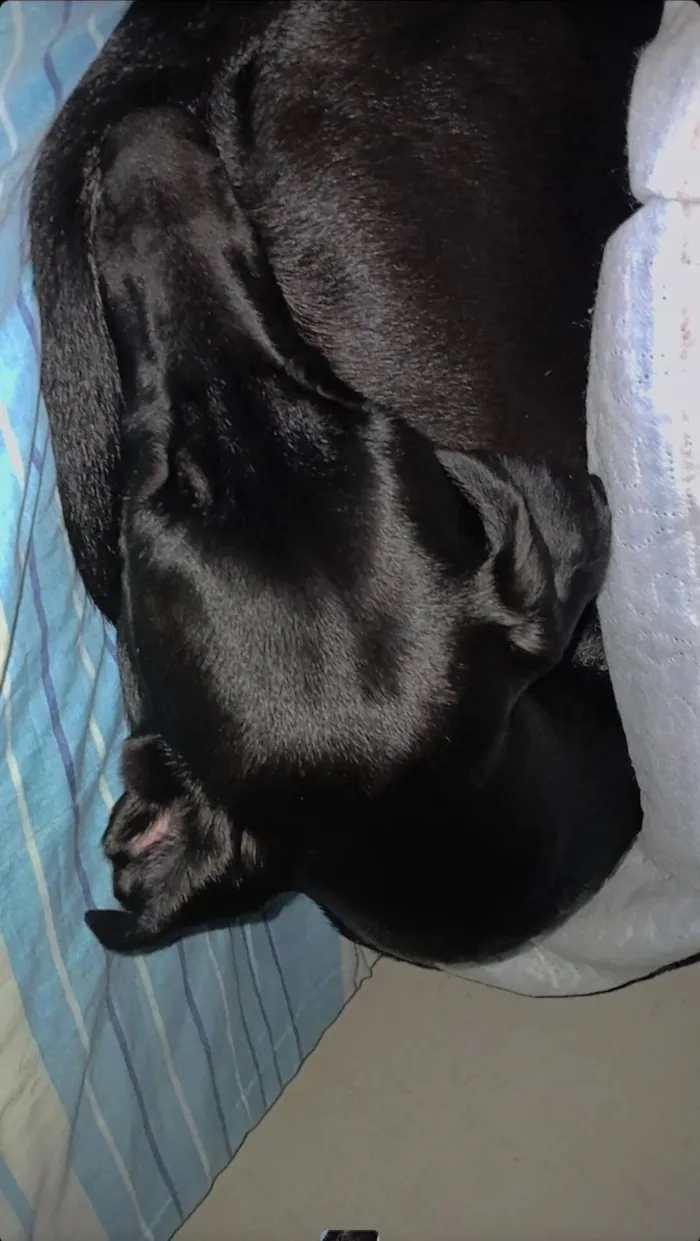 Cachorro raça SRD-ViraLata idade 1 ano nome Kiara