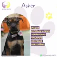 Asher