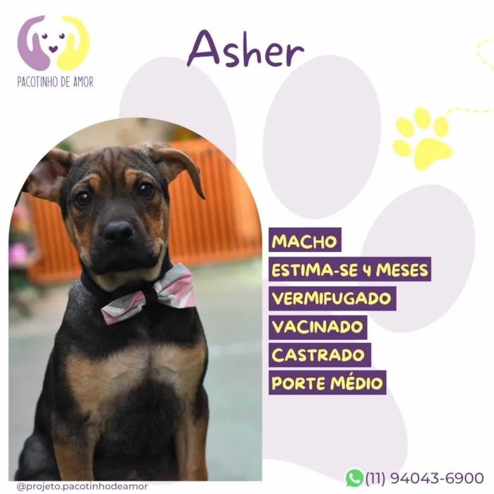 Cachorro raça SRD-ViraLata idade 2 a 6 meses nome Asher
