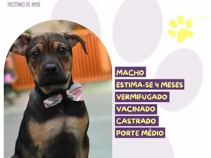 Cachorro raça SRD-ViraLata idade 2 a 6 meses nome Asher