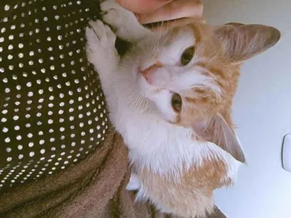 Gato raça SRD-ViraLata idade 2 a 6 meses nome Laranjinha