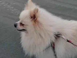 Cachorro raça SRD-ViraLata idade 2 anos nome Seixas