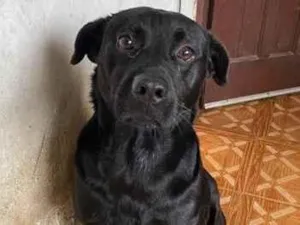 Cachorro raça SRD-ViraLata idade 3 anos nome Negão