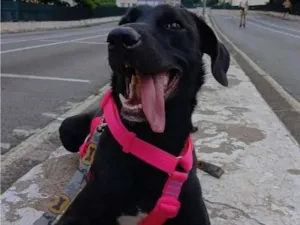Cachorro raça SRD-ViraLata idade 7 a 11 meses nome Kiara