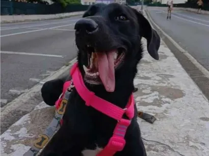 Cachorro raça SRD-ViraLata idade 1 ano nome Kiara
