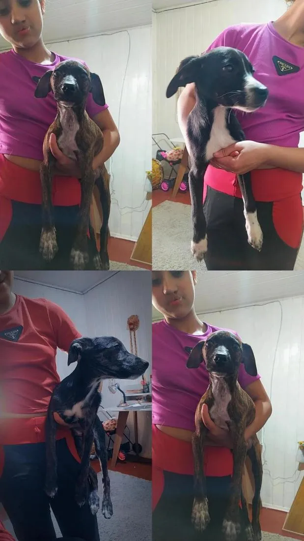 Cachorro raça SRD-ViraLata idade 2 a 6 meses nome pandoro ,paçoca ,pele