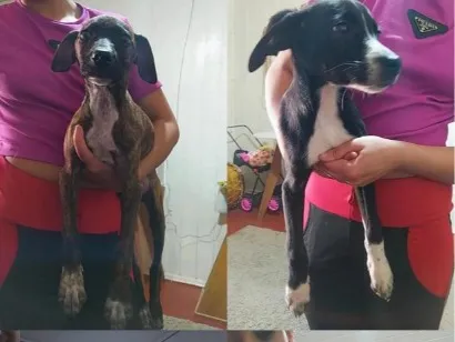 Cachorro raça SRD-ViraLata idade 2 a 6 meses nome pandoro ,paçoca ,pele