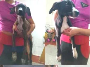 Cachorro raça SRD-ViraLata idade 2 a 6 meses nome pandoro ,paçoca ,pele