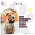 Adriel
