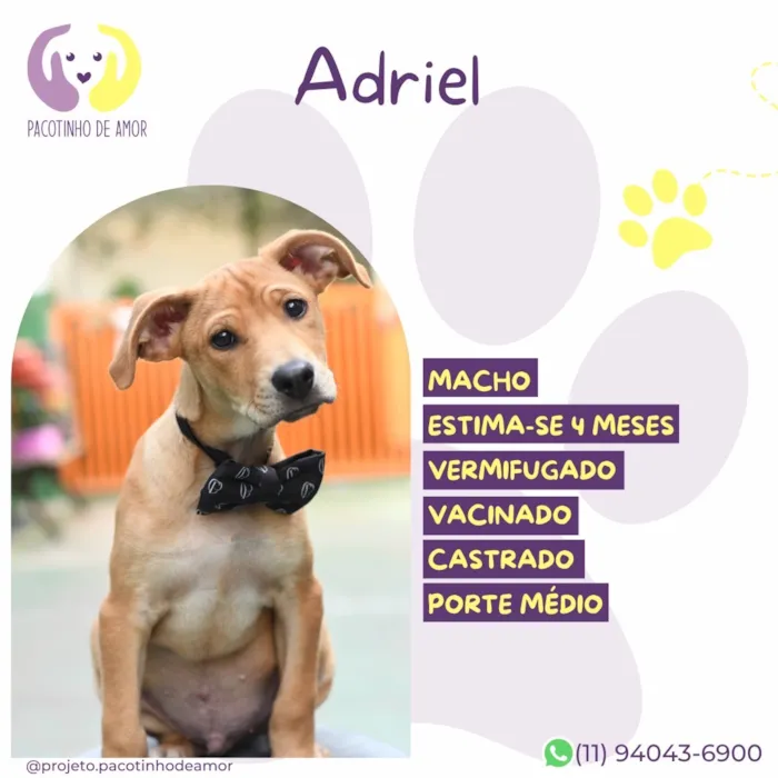 Cachorro raça SRD-ViraLata idade 2 a 6 meses nome Adriel