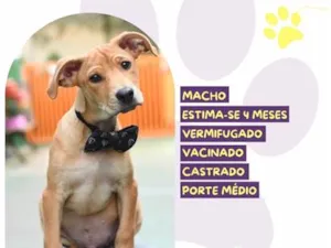 Cachorro raça SRD-ViraLata idade 2 a 6 meses nome Adriel
