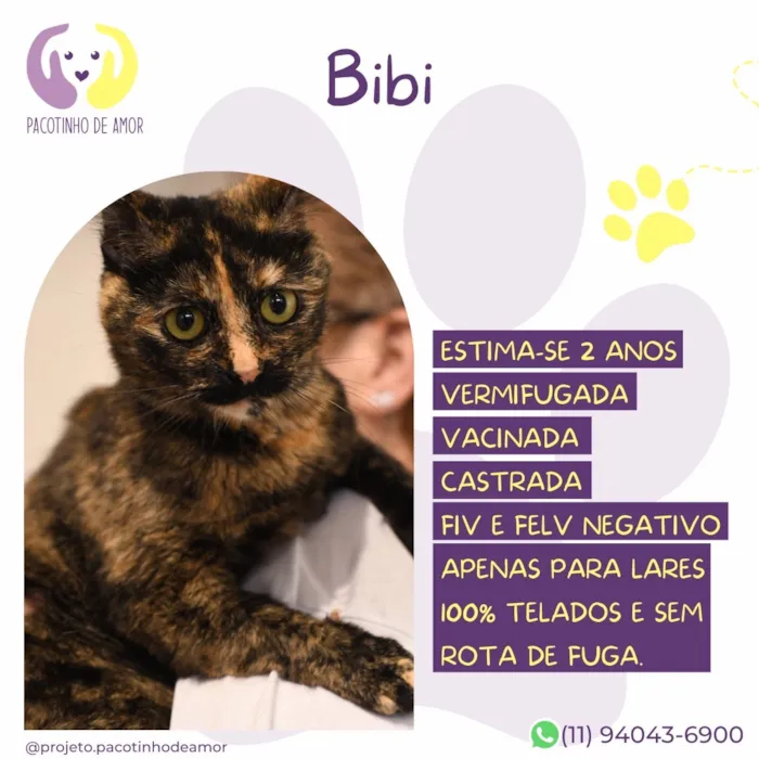 Gato raça SRD-ViraLata idade 2 anos nome Bibi