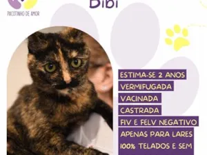 Gato raça SRD-ViraLata idade 2 anos nome Bibi