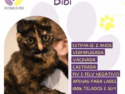 Gato raça SRD-ViraLata idade 2 anos nome Bibi