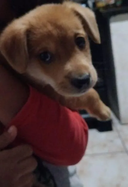 Cachorro raça SRD-ViraLata idade Abaixo de 2 meses nome Thor