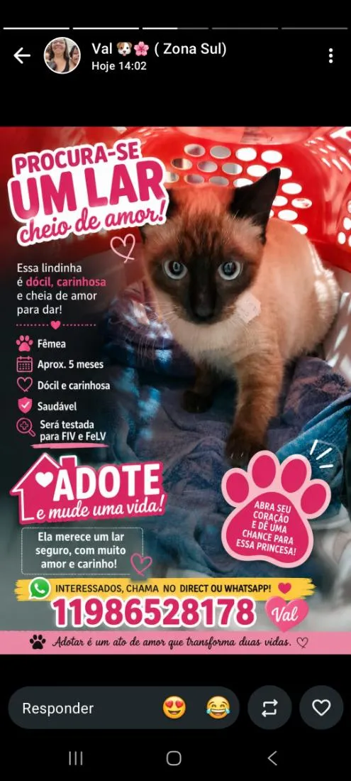 Gato raça Siamês idade 2 a 6 meses nome Mel