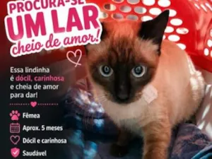 Gato raça Siamês idade 2 a 6 meses nome Mel