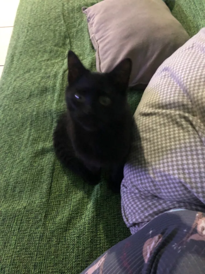 Gato raça SRD-ViraLata idade 2 a 6 meses nome Não tem nome 